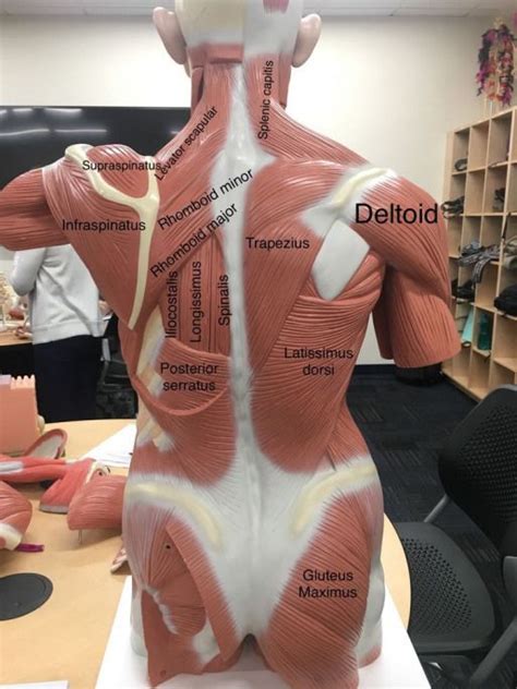 a view of the most superficial posterior muscles of the body # ...