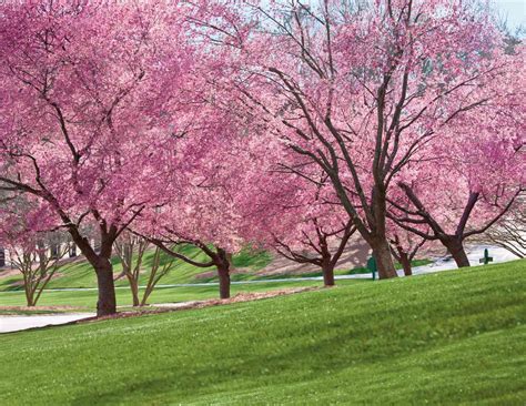 How Tall Do Cherry Blossom Trees Grow Chicago Land Gardening