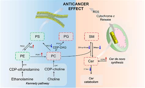 Figure 1 From Spatial Lipidomics Reveals Anticancer Mechanisms Of