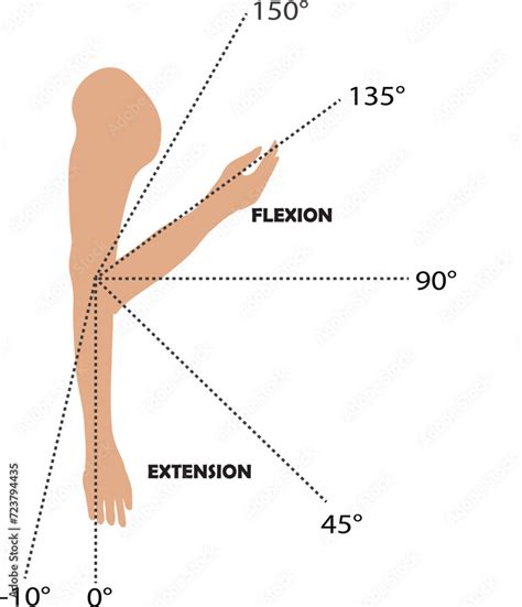 Arm Flexion And Extension Diagram Exploring Anatomy Muscles And Range