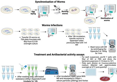 In Vivo Antibacterial Activity On Caenorhabditis Elegans Biorender