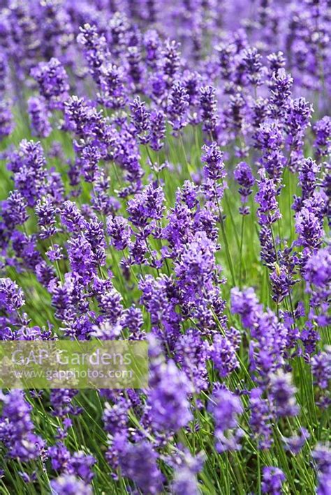 Lavandula Angustifol Stock Photo By Victoria Firmston Image 0146351