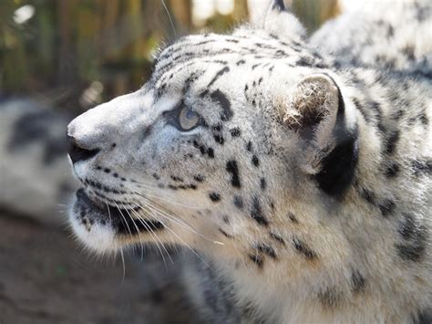 Premium Photo Close Up Of Snow Leopard