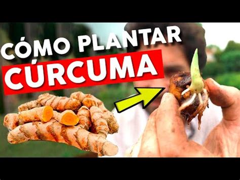 Cultivar C Rcuma En Casa