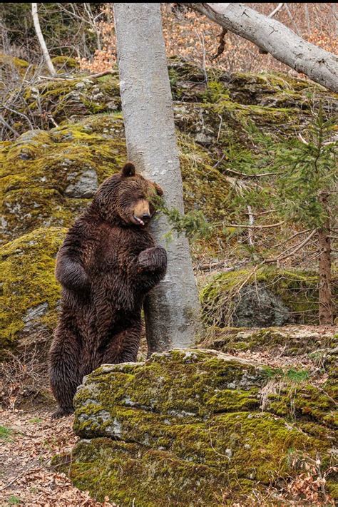 Male Brown Bear Ursus Arctos Rubs His Back Against A Tree Stock Photo