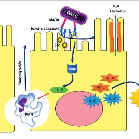 E Coli Enteropatógena La Adherencia De Ecep Epec En La Figura Está Download Scientific