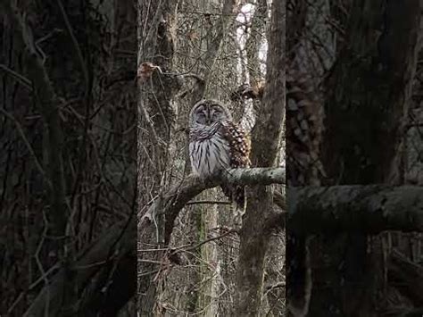 Ollie The Barred Owl At Pinson Mounds State Archaeological Park TN