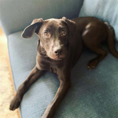 The Lab Catahoula Mix Ever Heard Of The Labahoula