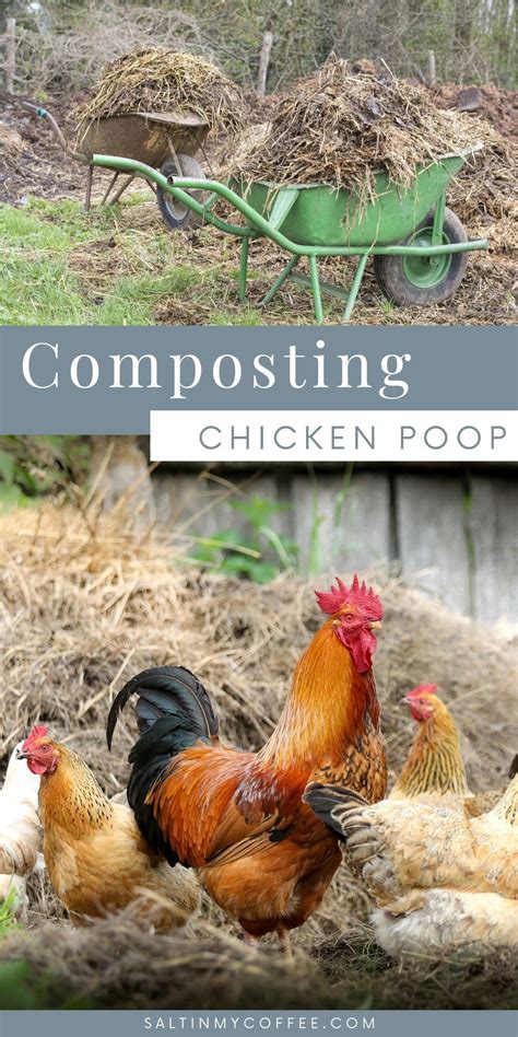 HOW TO COMPOST CHICKEN MANURE - IN JUST 18 DAYS | Chicken manure, Chickens backyard, Compost