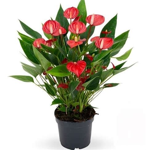 Anthurium Million Flowers Red Tuincentrum Pelckmans