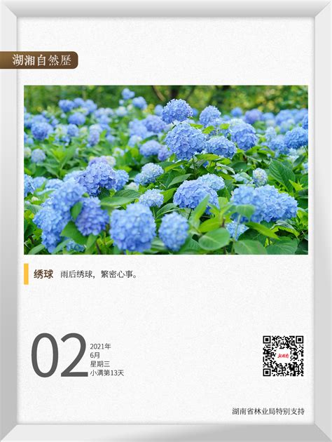 湖湘自然历丨夏花灿烂②“一朵绣球花” 其实不是“一朵花” 湖湘自然 新湖南