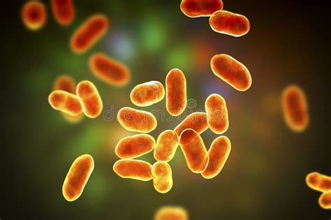 Prevotella Bacteria 3D Illustration Gram Negative Anaerobic Bacteria