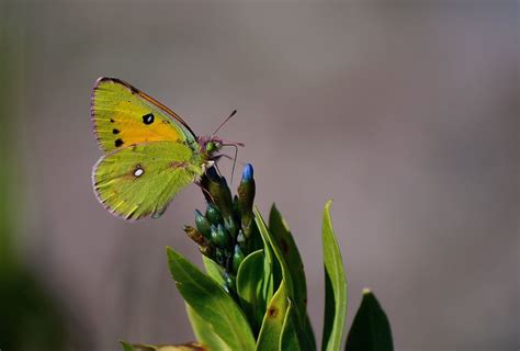 Most Beautiful Clouded Yellow Butterfly Photographs