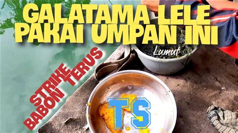 Mancing Galatama Lele Umpan Telor Sapu Sapu Youtube