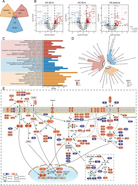 Proteomic Landscape Of Plasma Derived EVs And Plasma In AS A Venn