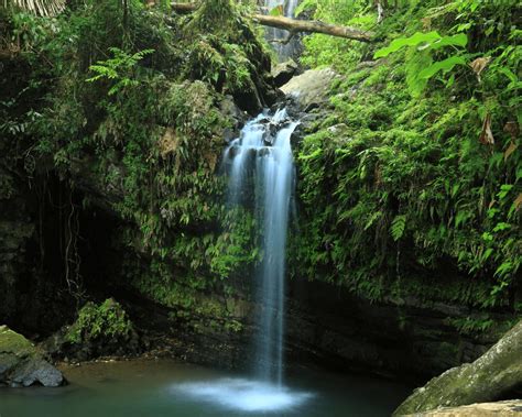 El Yunque Waterfall & Hiking Guide - Snorkel and Hike