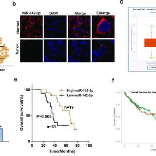 Overexpressing Mir P Restrains Hcc Cell Proliferation And