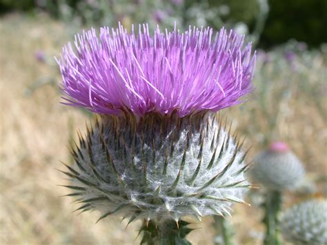 Scotch Thistle Uwsa