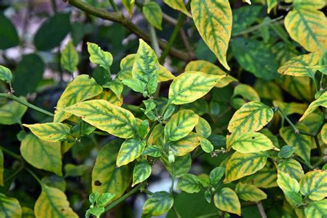 Calcium Deficiency In Pepper Plants