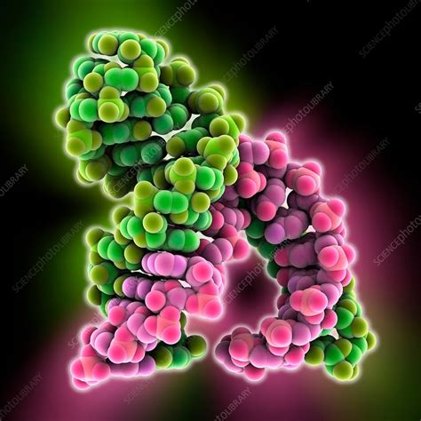 Hammerhead Ribozyme Molecule Stock Image C Science Photo