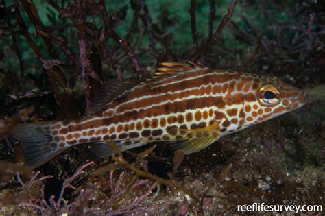 Paralabrax Auroguttatus Goldspotted Sand Bass