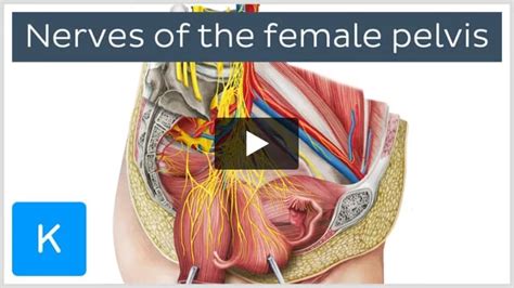 Superior hypogastric plexus: location and function | Kenhub