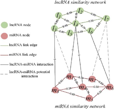 Visualization Of Lncrna Mirna Interaction Heterogeneous Network