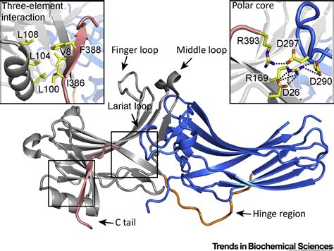 Structural Basis Of Arrestin Dependent Signal Transduction Trends In