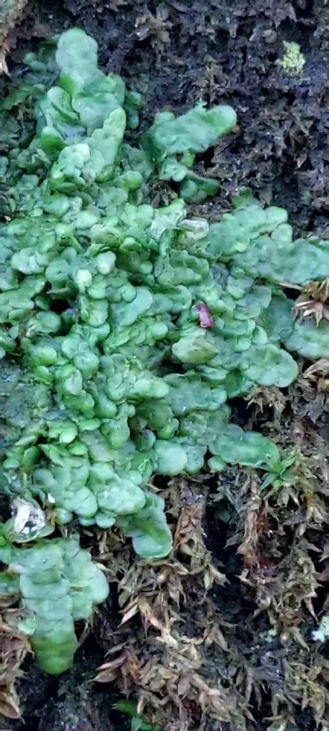 Flat Leaved Scalewort From Gemeinde Krottendorf Österreich On December