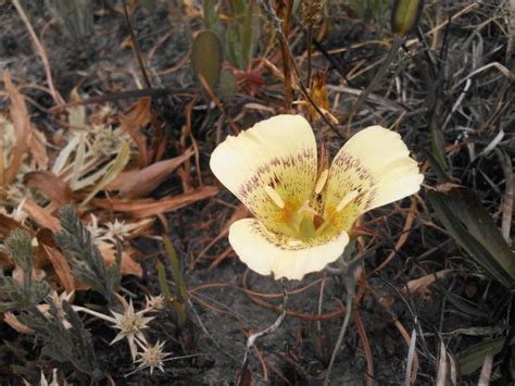 Calochortus luteus | Pacific Bulb Society