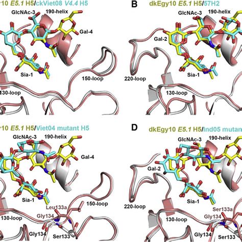 Final 2Fo Fc Electron Density Maps Of Glycan Ligands Bound In H5 HA