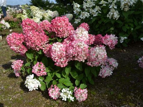 Hydrangea Paniculata Diamond Rouge Rendia Blue Sky Nursery