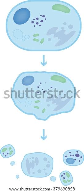 Apoptosis Stock Vector Royalty Free 379690858 Shutterstock