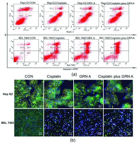 Grn A Sensitized Hcc Cells To Cisplatin Induced Apoptosis A Flow