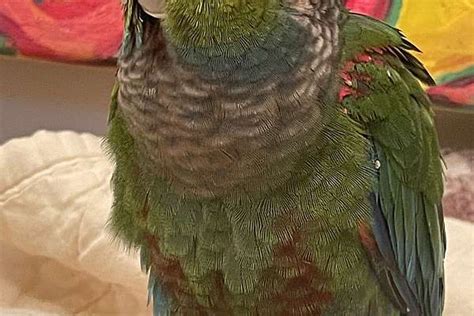 Love Love Love Beautiful Adorable Crimson Bellied Conure Babies