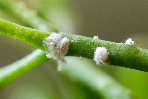 Come Eliminare Le Cocciniglie Quandosipianta It