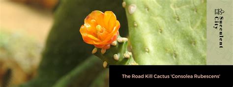 The Road Kill Cactus Consolea Rubescens Succulent City