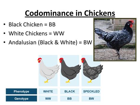 Incomplete Dominance Infographic Diagram Example Andalusian