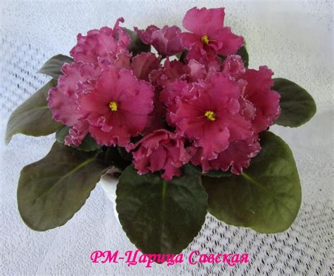 Фиалка РМ-Царица Савская