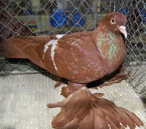 Saxon Field Pigeon Photos From Zwonitz Show Beautiful Birds Pigeon