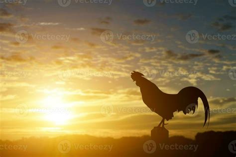 Rooster Sunrise Stock Photos Images And Backgrounds For Free Download