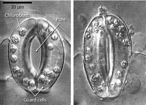 Guard Cells Microscope