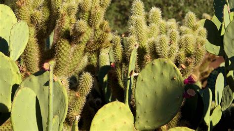 Different Types Of Prickly Pear Cacti In A Botanical Garden In Phoenix