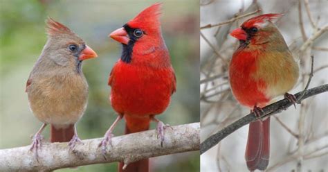 Half Male Half Female Cardinal Spotted In Pennsylvanian Garden