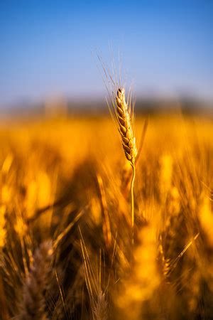 Wheat Field Sunset Ears Of Golden Wheat Closeup Rural Shining