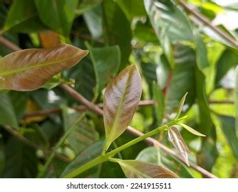 Syzygium Polyanthum Leaves Tropical Nature Kalimantan Stock Photo 2241915511 | Shutterstock