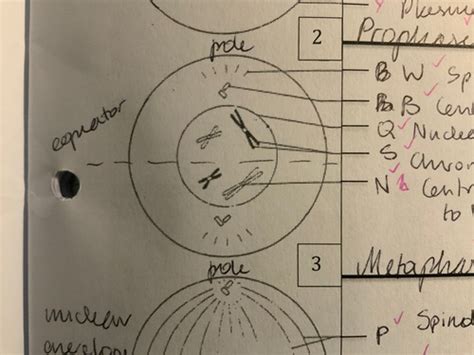 Prophase Flashcards Quizlet