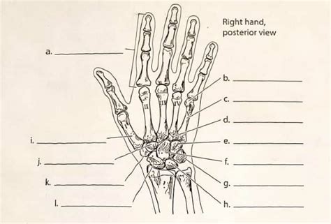 Hand Posterior View Diagram Quizlet