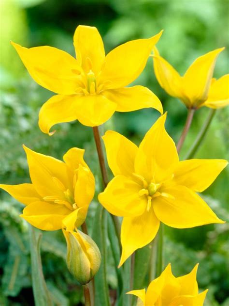 Tulipa Sylvestris Weinberg Tulpe Green Garden Flower Bulbs