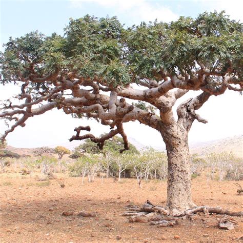 frankincense boswellia serrata druid alchemy